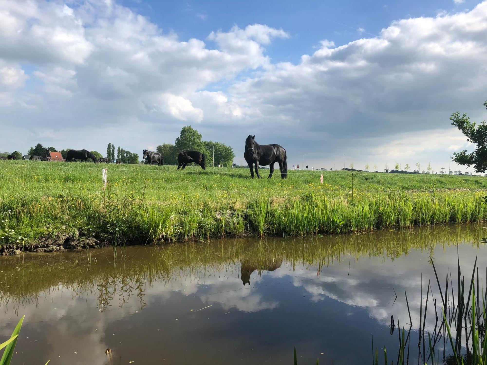Vakantiehuis In Friesland Voor De Hele Familie Huns Esterno foto